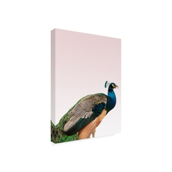 Design Fabrikken 'Peacock On Pink Fabrikken' Canvas Art,18x24